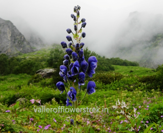 valley of flowers trekking packages