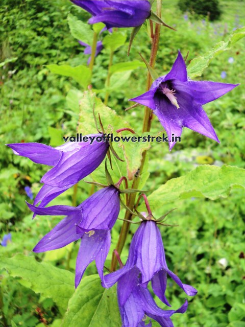 valley of flowers trek